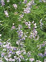 Vicia Melanops (fam. Papilionacees) (Europe meridionale) (2) (Photo F. Mrugala)